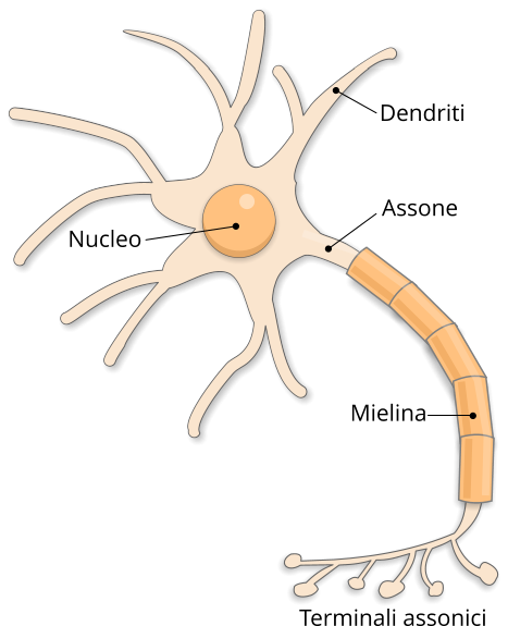 Struttura del neurone